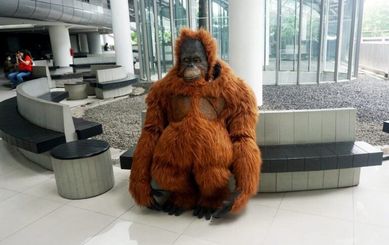 Mahasiswa UMN Tangerang Diajak Mengkampanyekan Orangutan Tapanuli 2023 Mahasiswa UMN Tangerang Diajak Mengkampanyekan Orangutan Tapanuli 2023