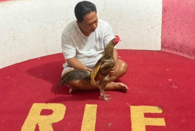GEMAH Beberkan Dugaan Pemerasan Anggota DPRD DKI untuk Judi Sabung Ayam