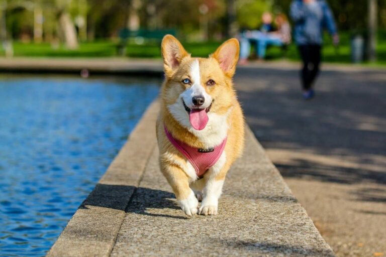 Berikut Karakteristik Anjing Corgi yang Menggemaskan