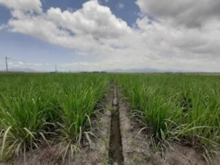 Holding Perkebunan Nusantara Dukung Ketahanan Pangan, PTPN I Masuk Bisnis Singkong dan Jagung