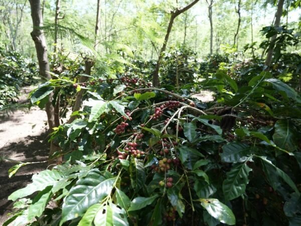 Holding Perkebunan Nusantara Dorong Kinerja Kopi PalmCo Tetap Solid di Tengah Tekanan Cuaca