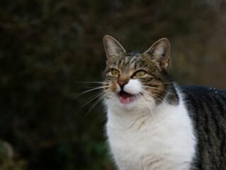 Mengenal Berbagai Suara Kucing dan Maknanya