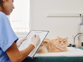 Cara Memilih Obat Diare Kucing yang Aman dan Efektif